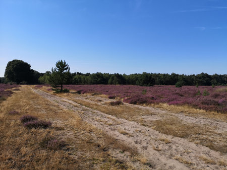 Heather fields in the Staatsbossen in Sint Anthonis are blooming again.の写真素材