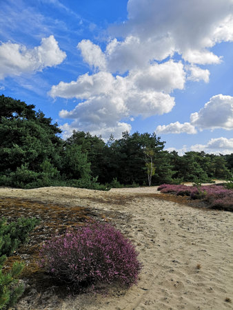 Heather fields in the Staatsbossen in Sint Anthonis are blooming again.の写真素材