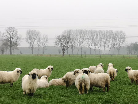 A herd of black nose sheep in the meadow. Valais schwarznase.の写真素材