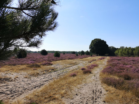 Heather fields in the Staatsbossen in Sint Anthonis are blooming again.の写真素材