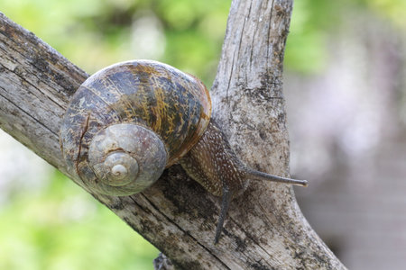 A snail crawls over a branchの写真素材