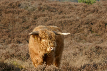 A Scottish highlander calf stands in the middle of a heather field.