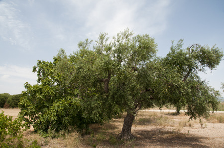 olive tree Mediterranean olive tree Siurana denomination of origin, photographed in Reus, Tarragona,...