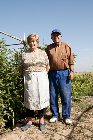 Couple of old farmers picking tomatoes in His plantationの写真素材