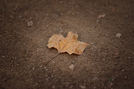 Alone Leafの写真素材