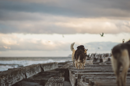 Dogs in the Dockの写真素材