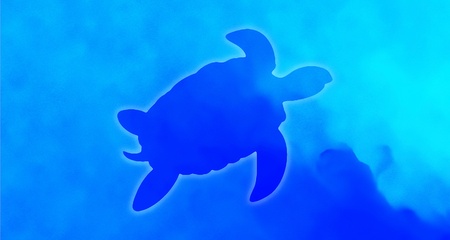 Turtleの写真素材
