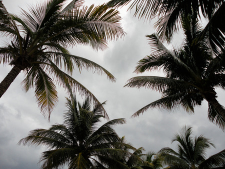 coconut tree for backgroundの写真素材