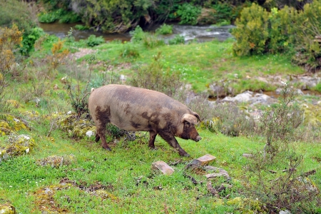 Spanish pig in the andalusian meadowの写真素材