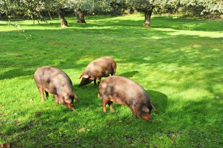Iberian pigs in the meadow of Extremaduraの写真素材