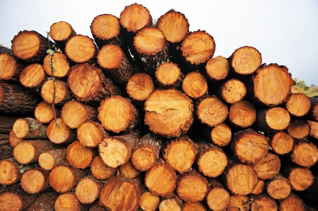Pine wood cut and stacked