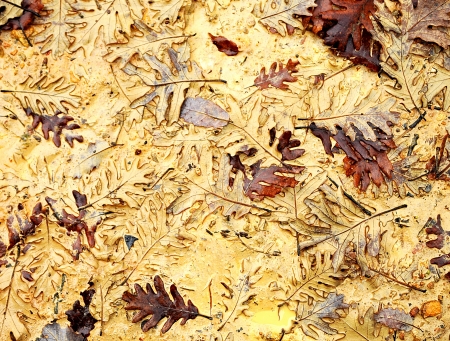 Forest in autumn, oak leaves on the groundの写真素材