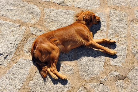 Dog lying quietly at the sun on the street pavement
