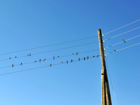 Many birds sitting on electric wires, Andalusia, Spain