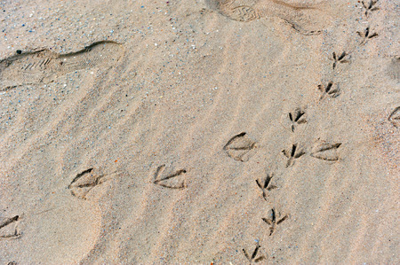 Trace of birds in the sand, footprints of seagulls on the beach