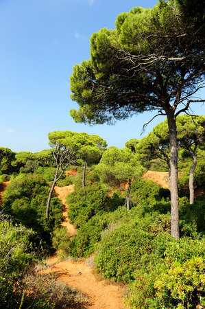 Mediterranean forestの写真素材