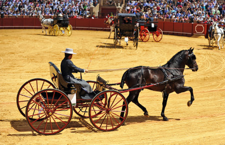 Man driving a horse carriage in exhibition, Maestranza, Seville, Andalusia, Spainのeditorial素材