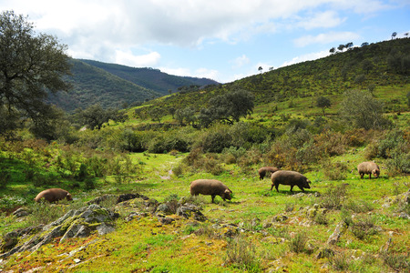 Iberian pigs in the meadow, Sierra de Huelva, Spainの写真素材