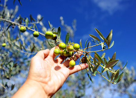 Selective collection of olives in the olive grove, Andalusia, Spain, southern Europeの写真素材