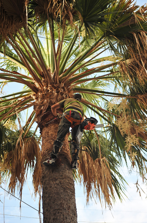 Gardener by pruning the palm tree, gardening worksの写真素材