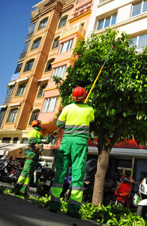 Municipal gardeners pruning orange treesのeditorial素材