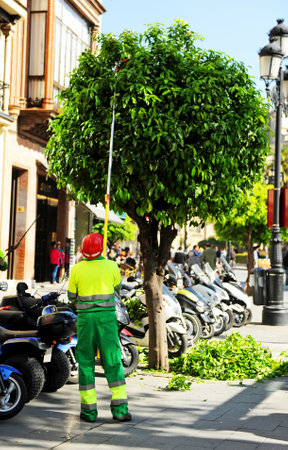 Municipal gardener pruning orange treesのeditorial素材