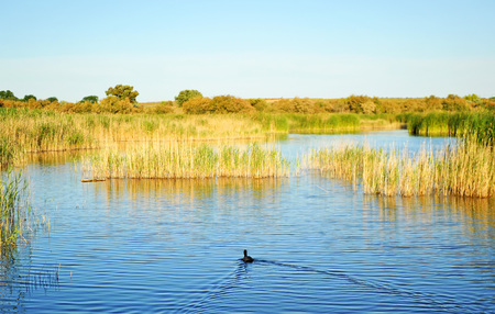 Duck at Tablas de Daimiel National Park, Castilla la Mancha, Spainの写真素材