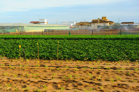 Agricultural colony of Monte Algaida, Sanlucar de Barrameda, Cadiz province, Spainのeditorial素材