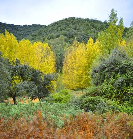 Natural Park of Sierra Norte of Seville at autumn near San Nicolas del Puerto, a village in Seville province, Andalusia, Spainの写真素材