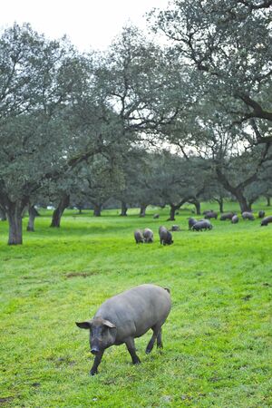 Iberian pigs feeding on acorns near the village of Cumbres Mayores, Huelva province, Andalusia, Spainの写真素材