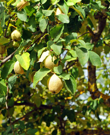 Quince fruit tree in the orchard. Cydonia oblongaの写真素材