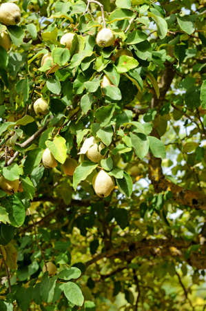 Quince fruit tree in the orchard. Cydonia oblongaの写真素材