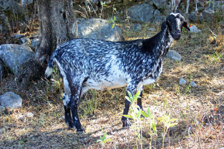 Payoya goat in Sierra de Benaocaz, Grazalema Natural Park Andalusia Spainの写真素材