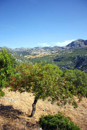 Terebinth tree (Cornicabra), protected species of Sierra de Grazalema Natural Park, Cadiz province Andalusia Spainの写真素材