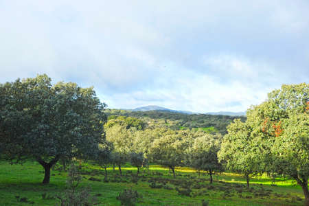 Landscape of Sierra of Tentudia near Calera de LeÃ³n village. Badajoz province, Extremadura, Spain