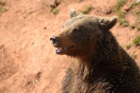 Wild fight between two rhino over their territoryの写真素材
