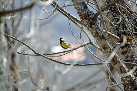 view of a great Carbonero bird in the Sierra de Guadarramaの写真素材