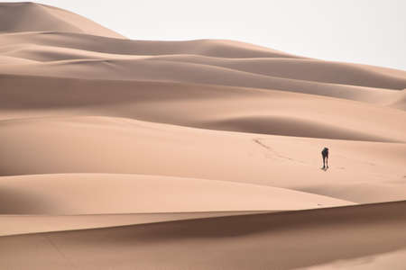 dromedary walking through the desertの写真素材