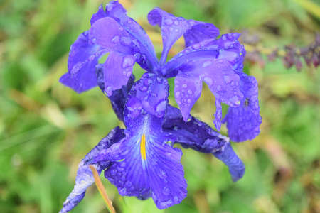 Flower wet by dew on the mountainの写真素材