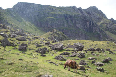 horses on a mountain pastureの写真素材