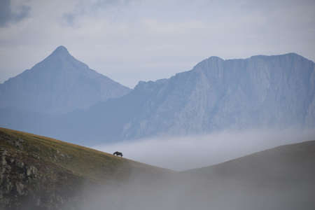 View of a landscape of the french pyrenees with a horse and a peak in the backgroundの写真素材