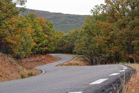 Highway road inside a forest in autumnの写真素材