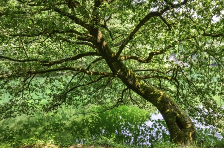 tree by the riverの写真素材