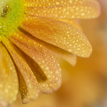 beautiful daisyの写真素材