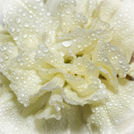 beautiful daisyの写真素材