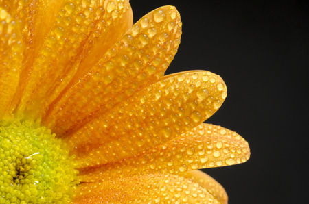 beautiful daisyの写真素材