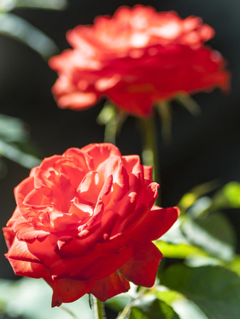 flowers redの写真素材