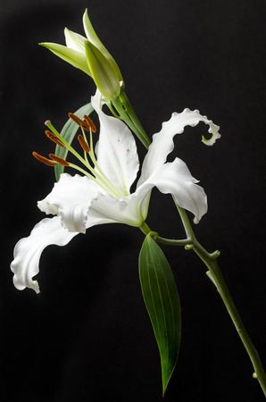 beautiful natureの写真素材