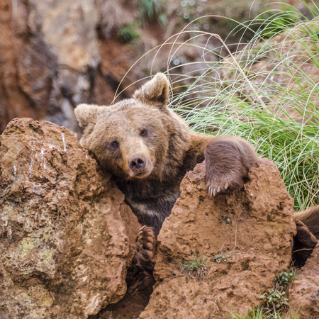 brown bearの写真素材