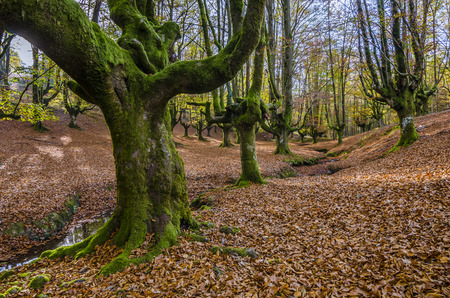 Beech Otzarreta in the Basque Countryの写真素材